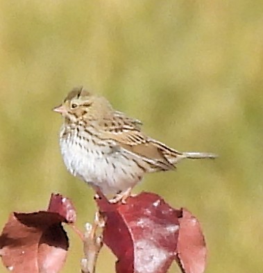 Savannah Sparrow - ML644727552