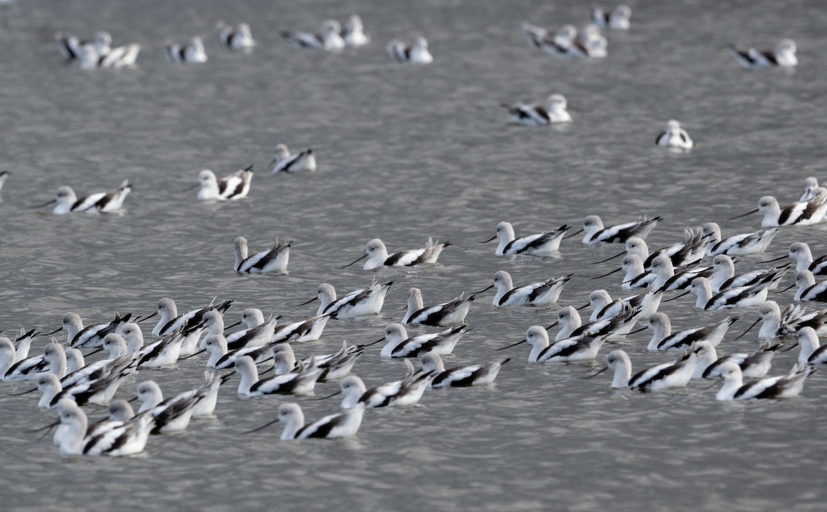 American Avocet - ML644727554