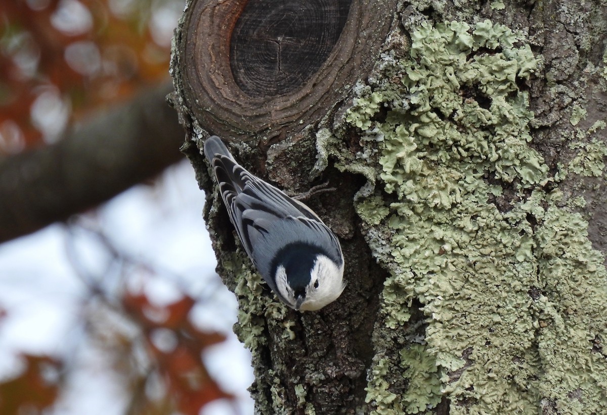 White-breasted Nuthatch - ML644727556