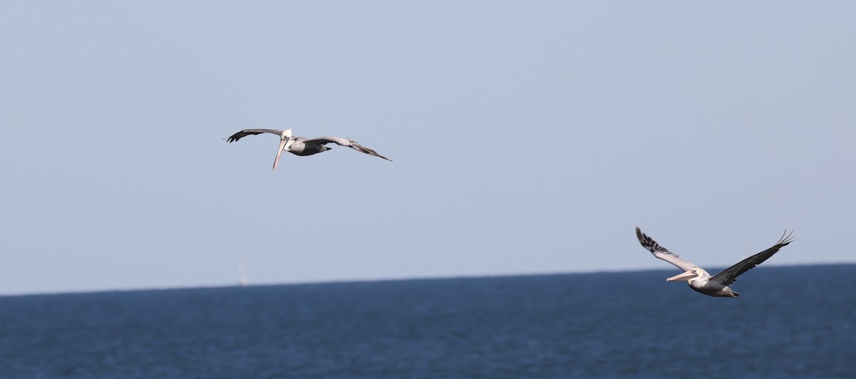 Brown Pelican - ML644727558