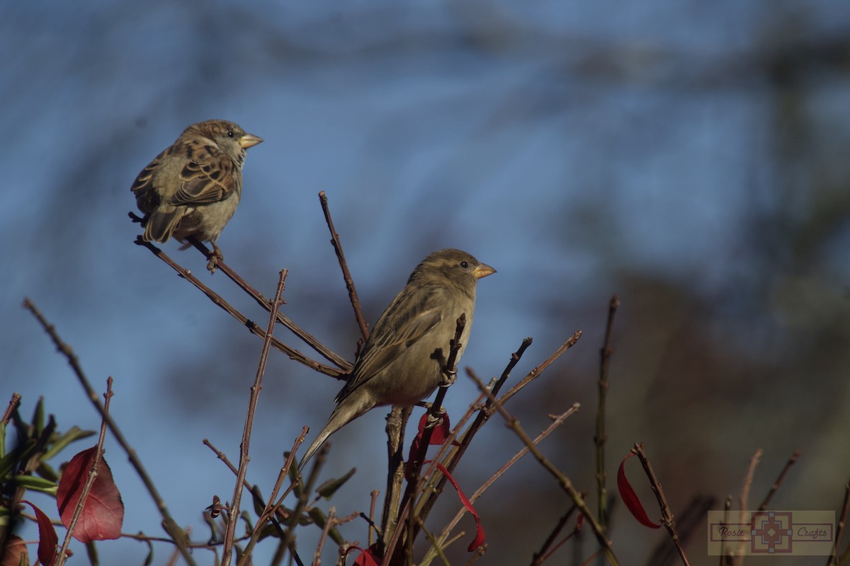 House Sparrow - ML644727559