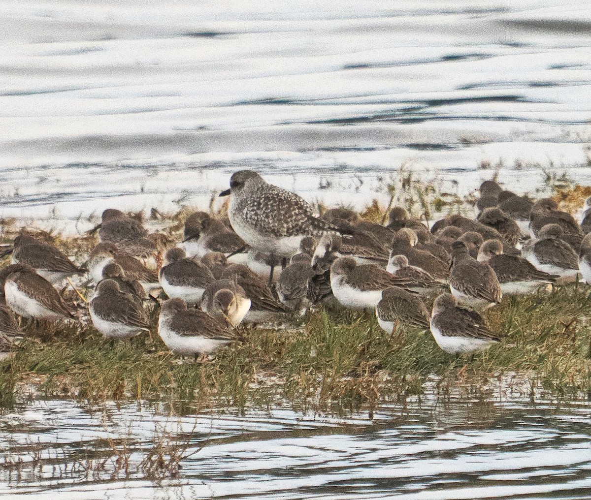Dunlin - ML644727560