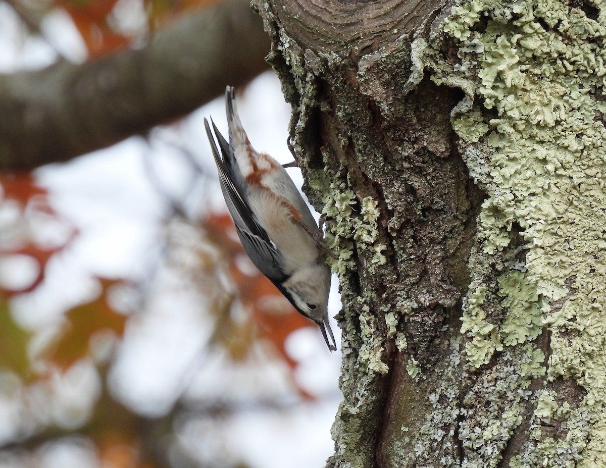 White-breasted Nuthatch - ML644727562