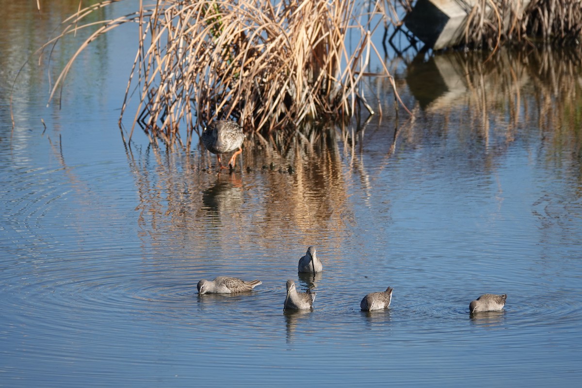 Bécassin à long bec - ML644727564