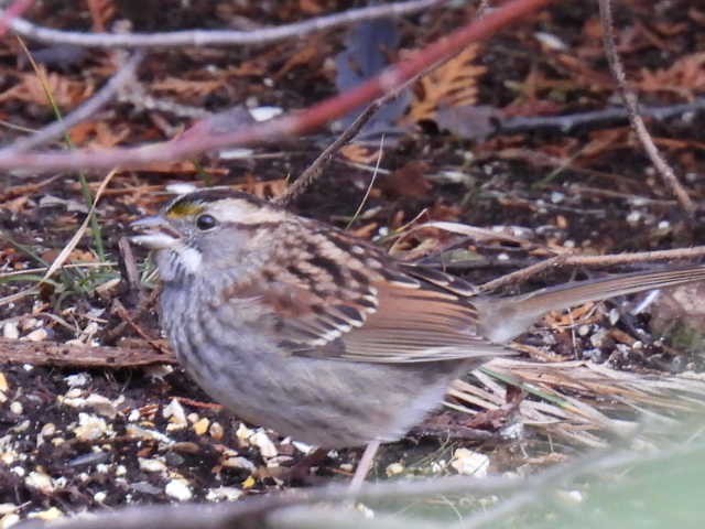 hvitstrupespurv - ML644727566