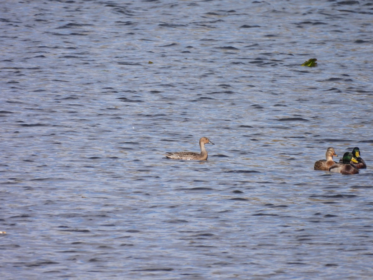 Northern Pintail - ML644727568