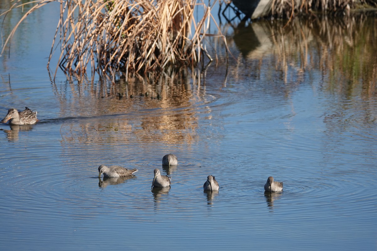 Bécassin à long bec - ML644727570