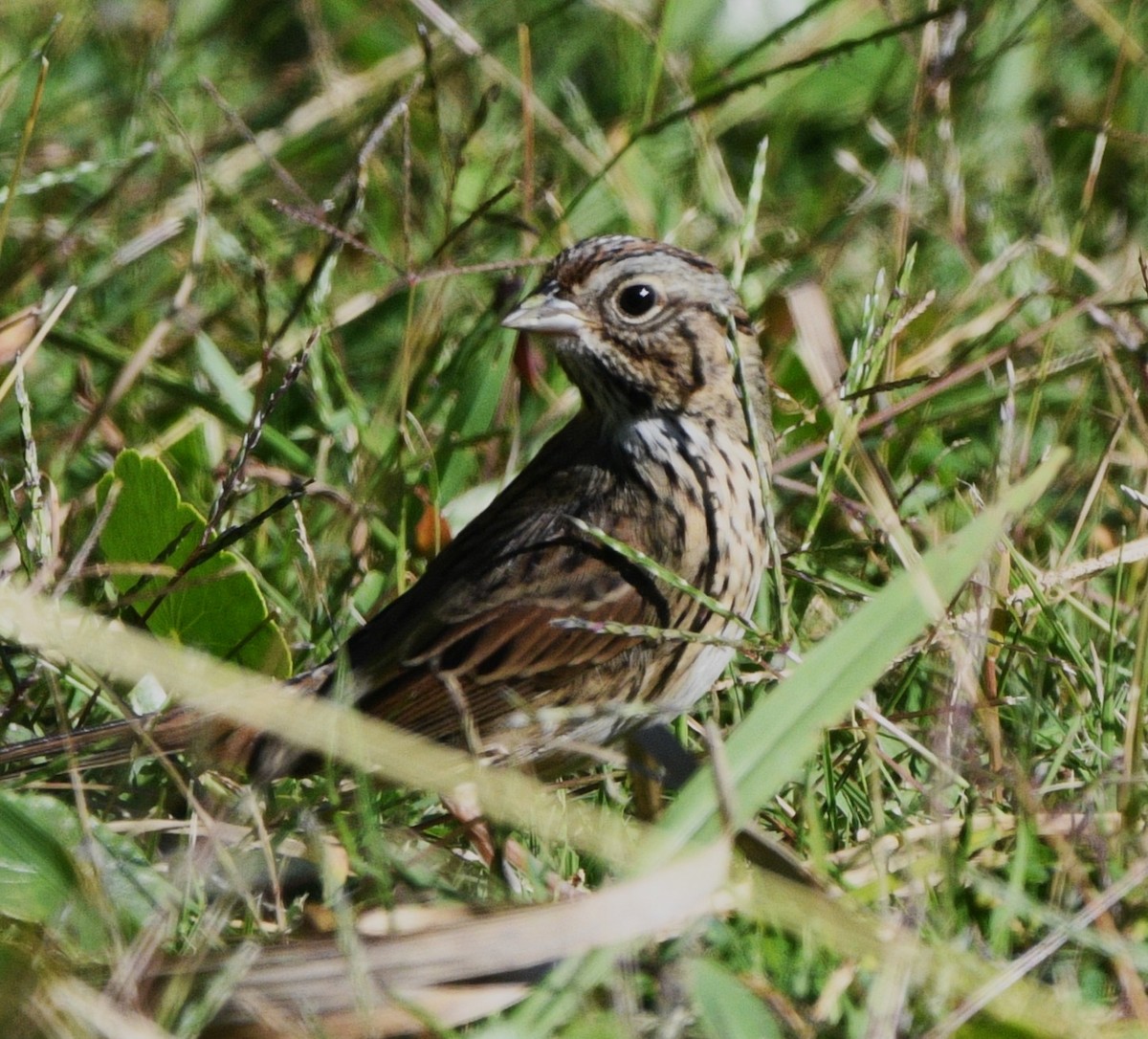 strnadec pruhohlavý - ML644727571