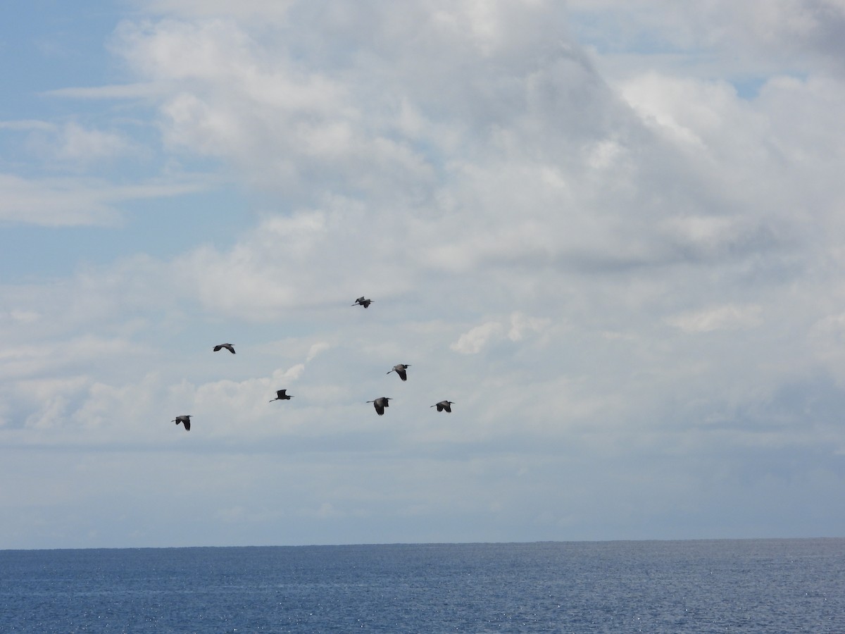 herodiashegre - ML644727578