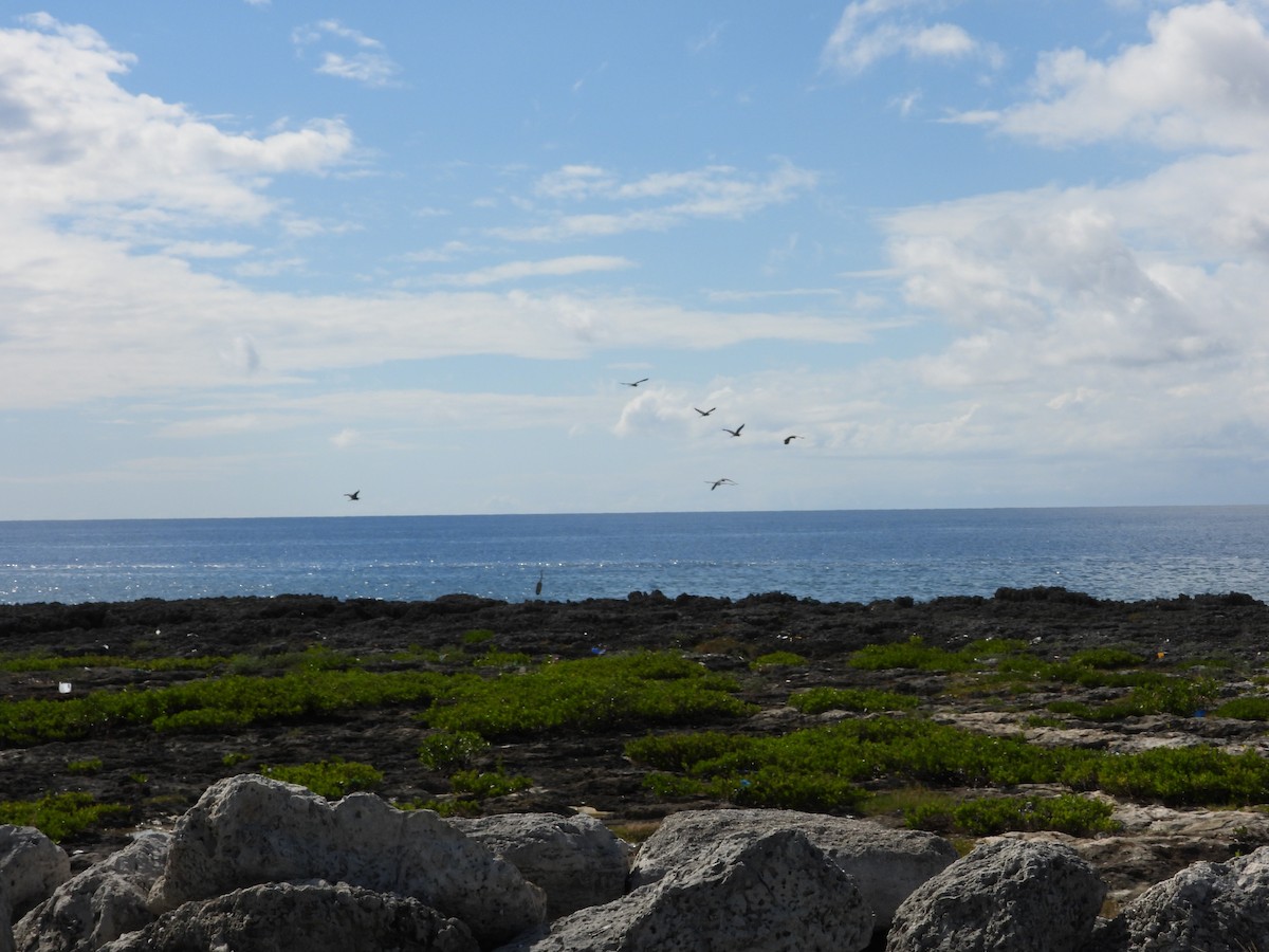 herodiashegre - ML644727579