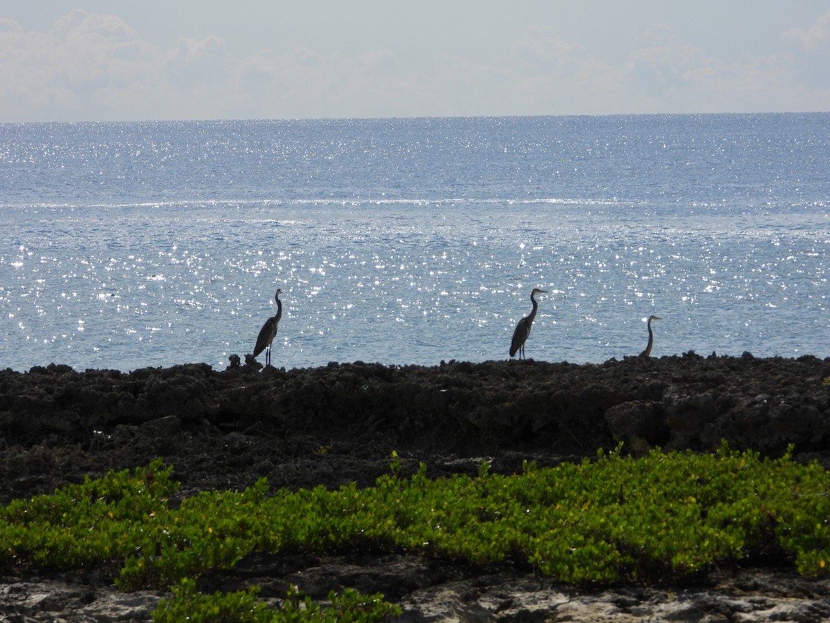 herodiashegre - ML644727580