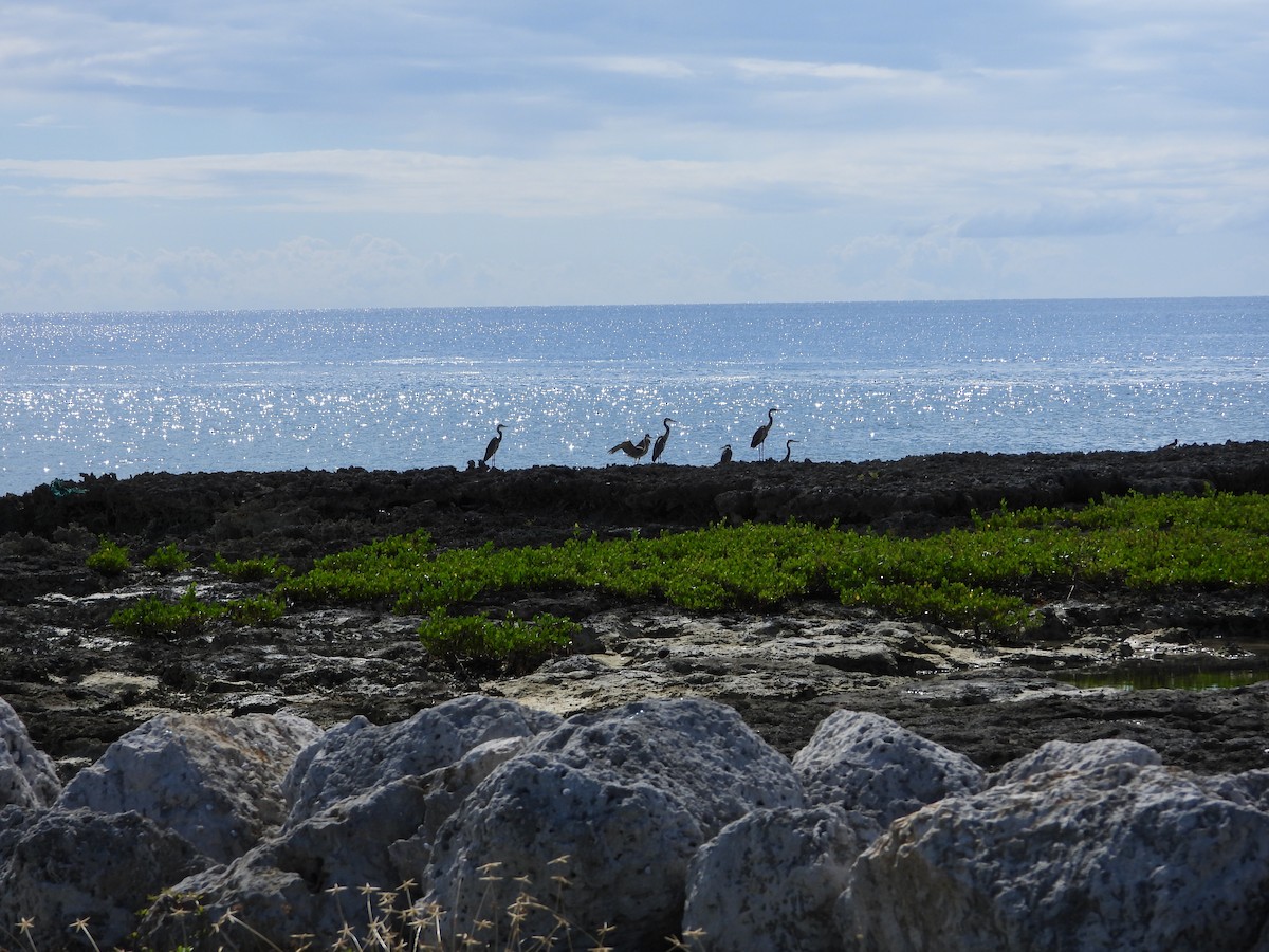 herodiashegre - ML644727581