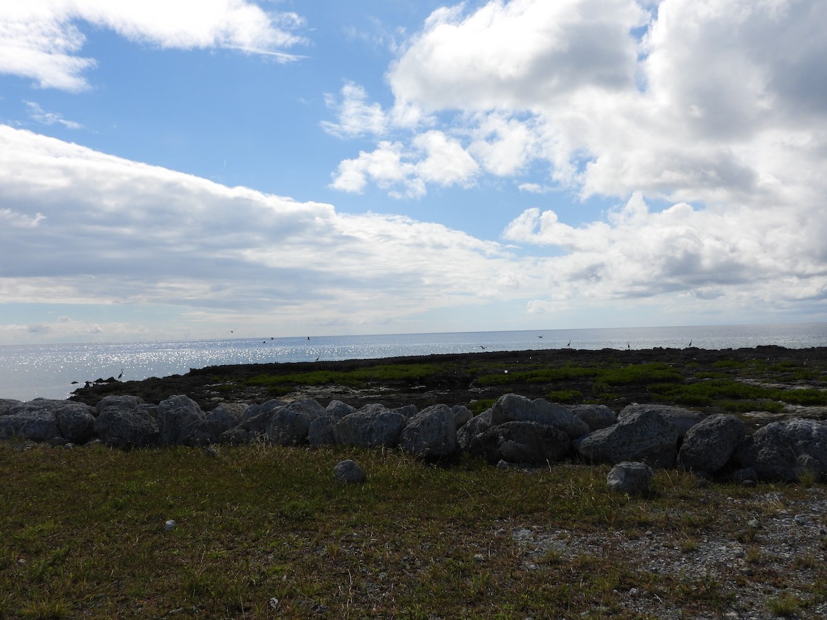 herodiashegre - ML644727582