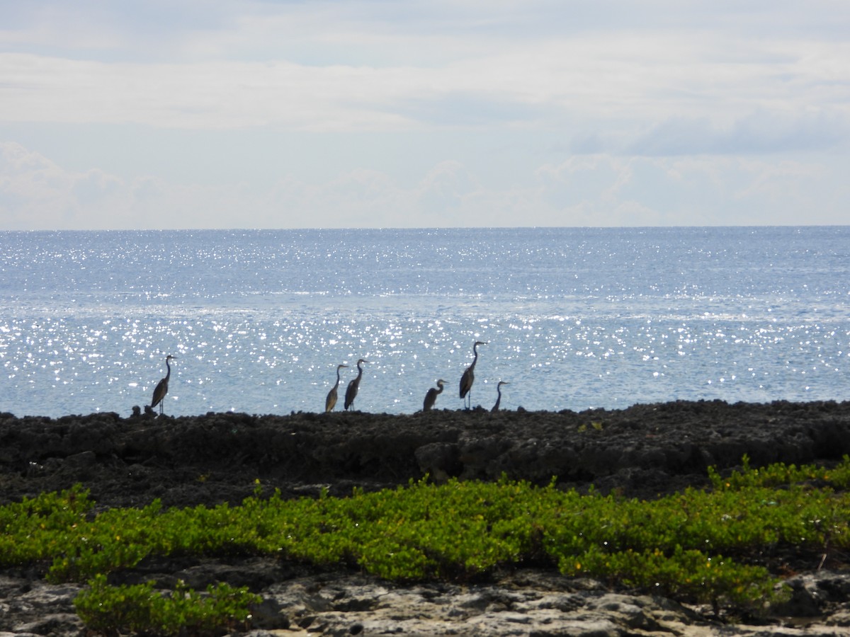 herodiashegre - ML644727583