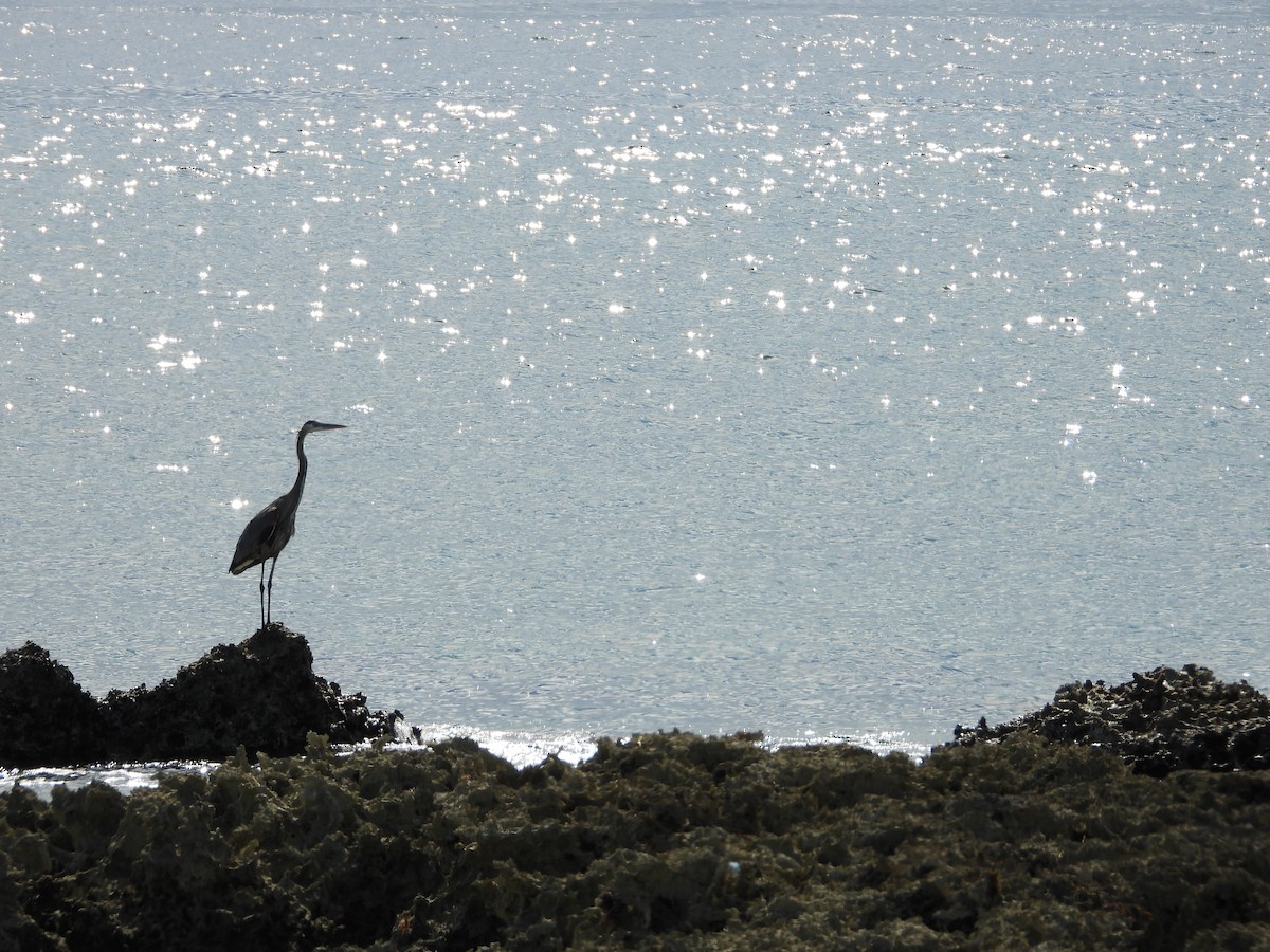 herodiashegre - ML644727584