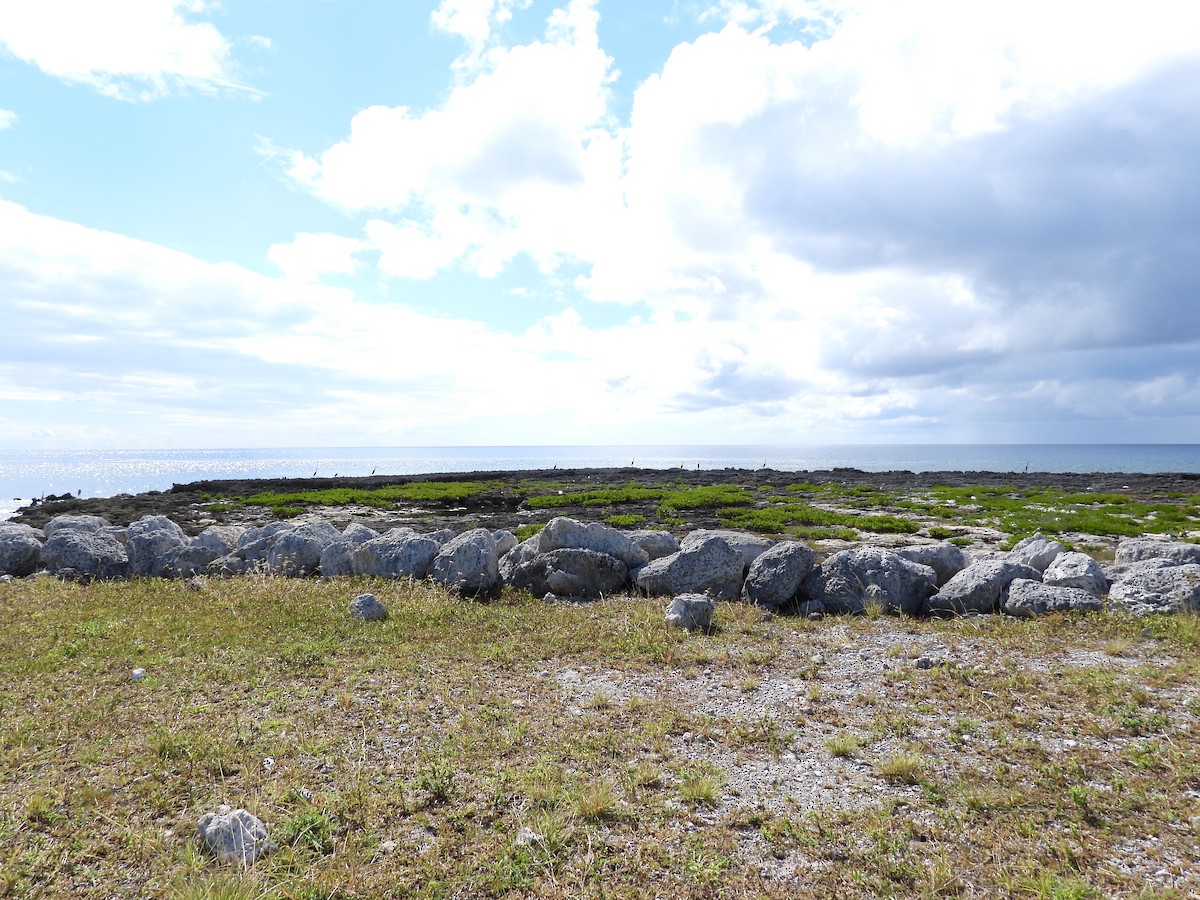 herodiashegre - ML644727585