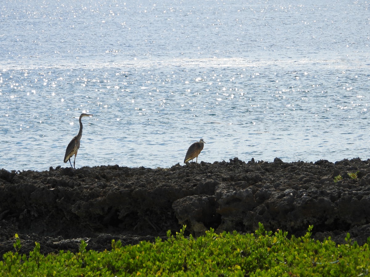 herodiashegre - ML644727586