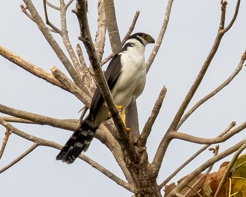 Collared Forest-Falcon - ML644727607