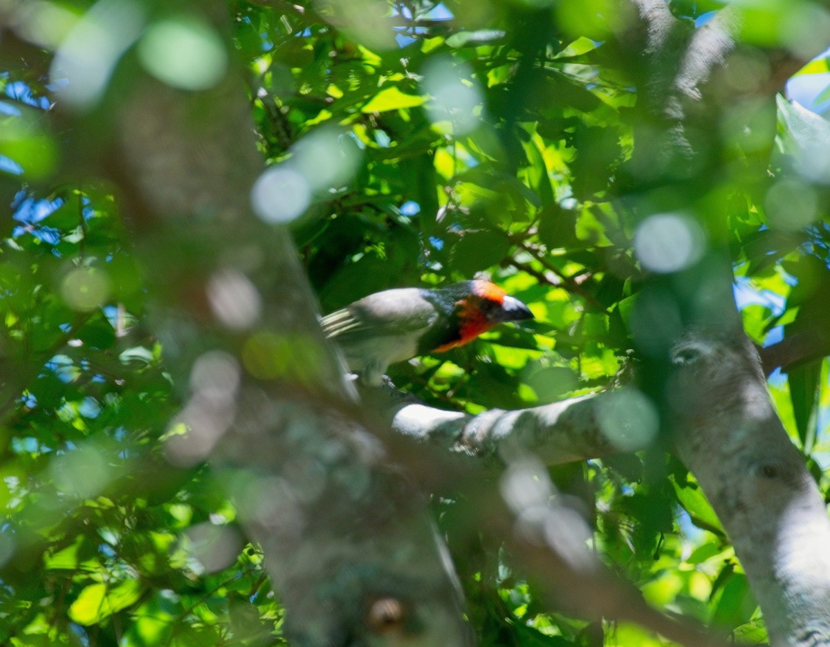 Black-collared Barbet - ML644727630