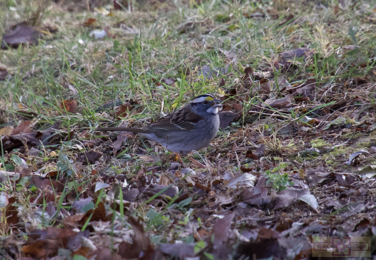 hvitstrupespurv - ML644727653