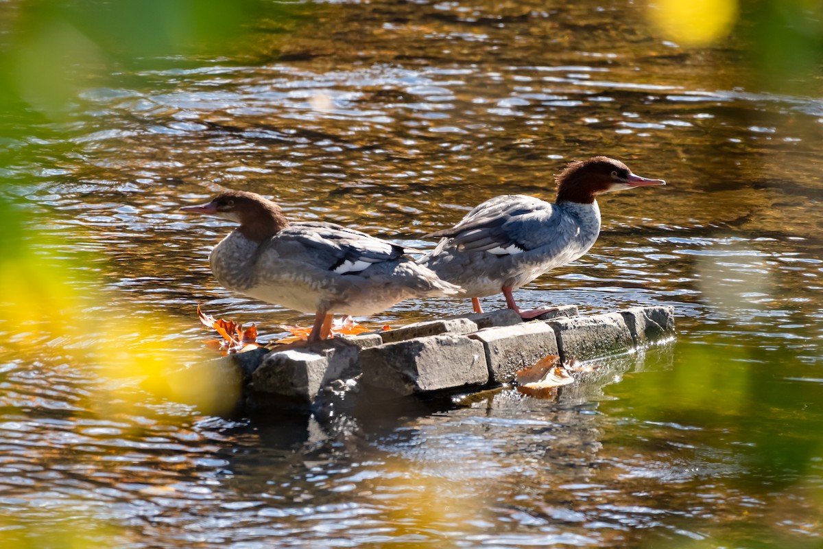 Крех великий - ML644727654