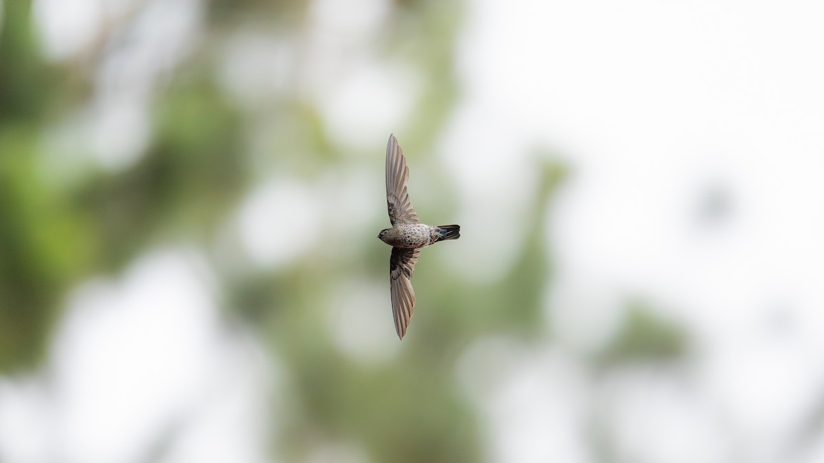 dunfotsalangan - ML644727658