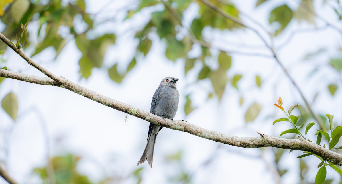 Ashy Drongo - ML644727670