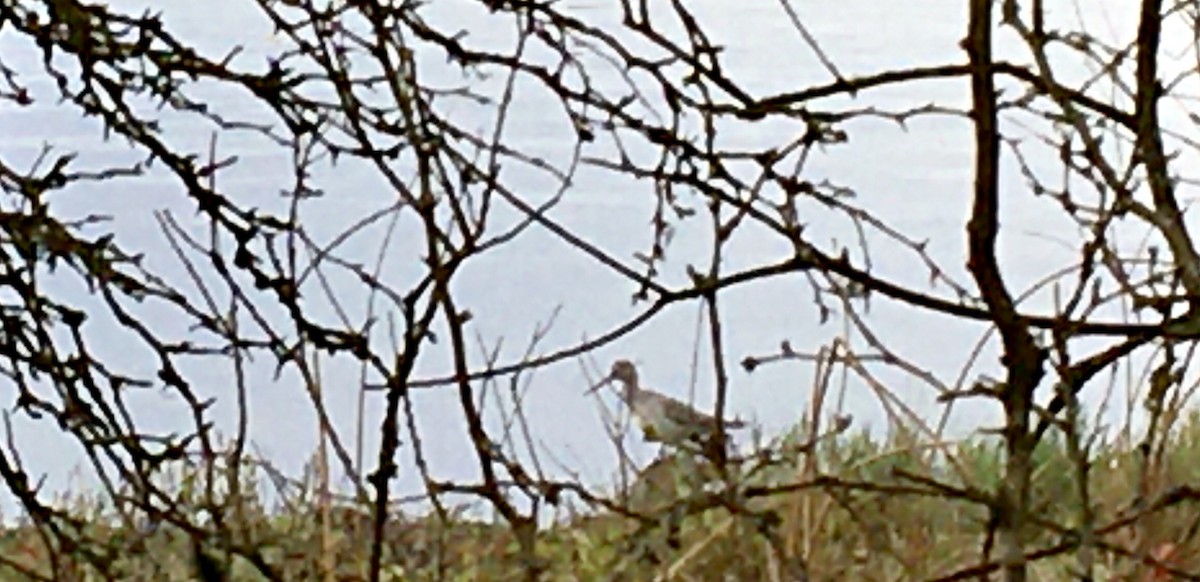 Коловодник строкатий - ML644727677