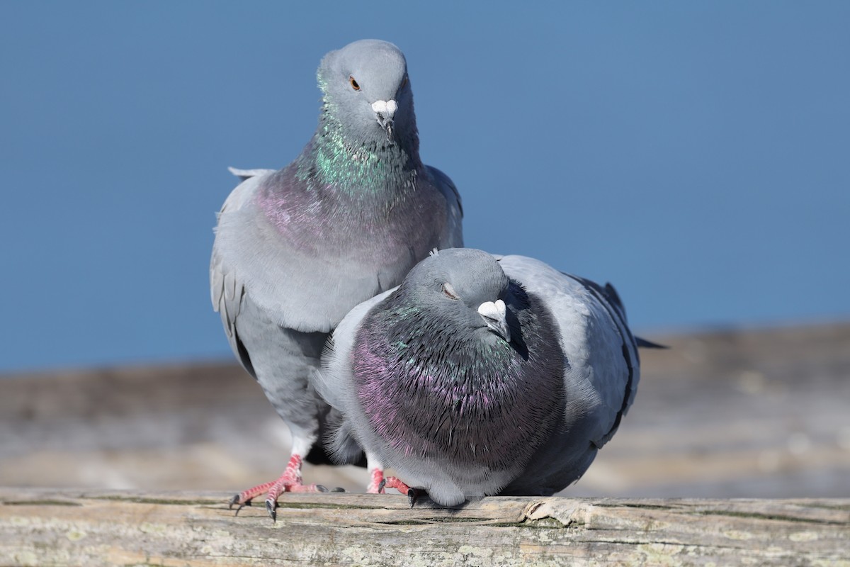 Kaya Güvercini (evcil tip) - ML644727687