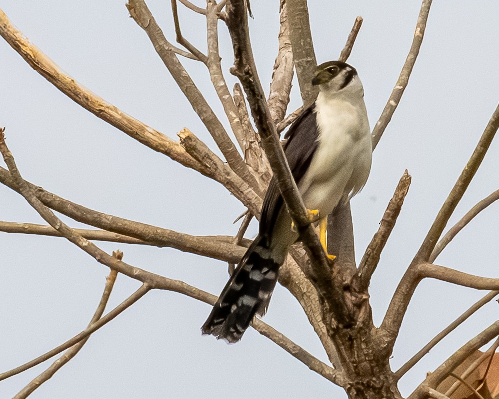 Collared Forest-Falcon - ML644727708