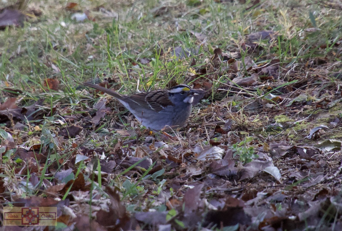 hvitstrupespurv - ML644727709