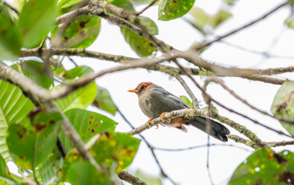 Chestnut-hooded Laughingthrush - ML644727710