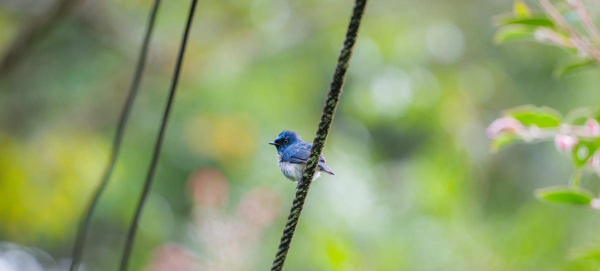 Indigo Flycatcher - ML644727721