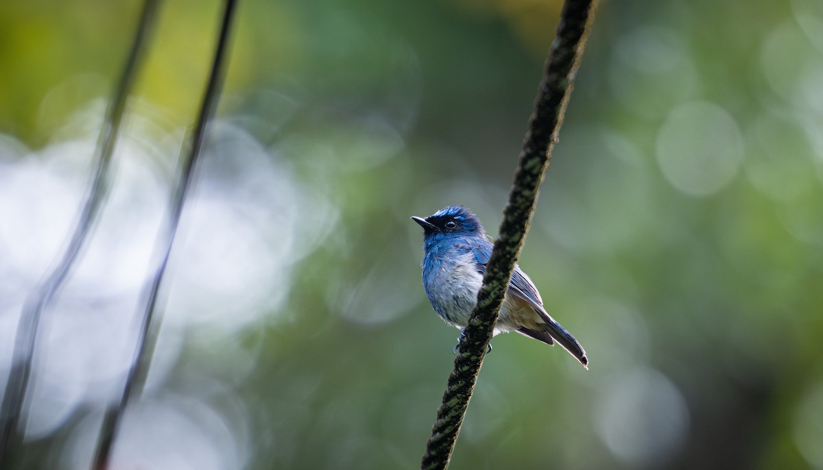 Indigo Flycatcher - ML644727726