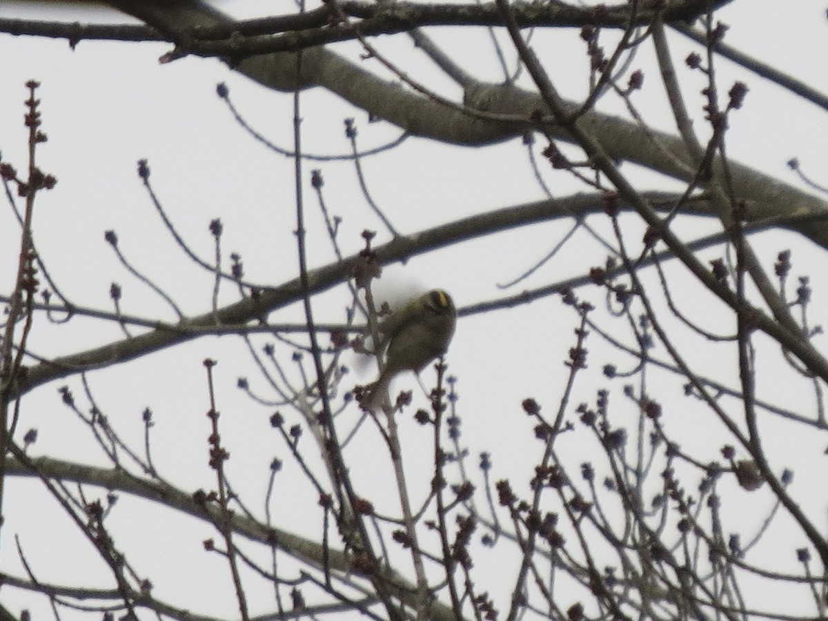Golden-crowned Kinglet - ML644727728
