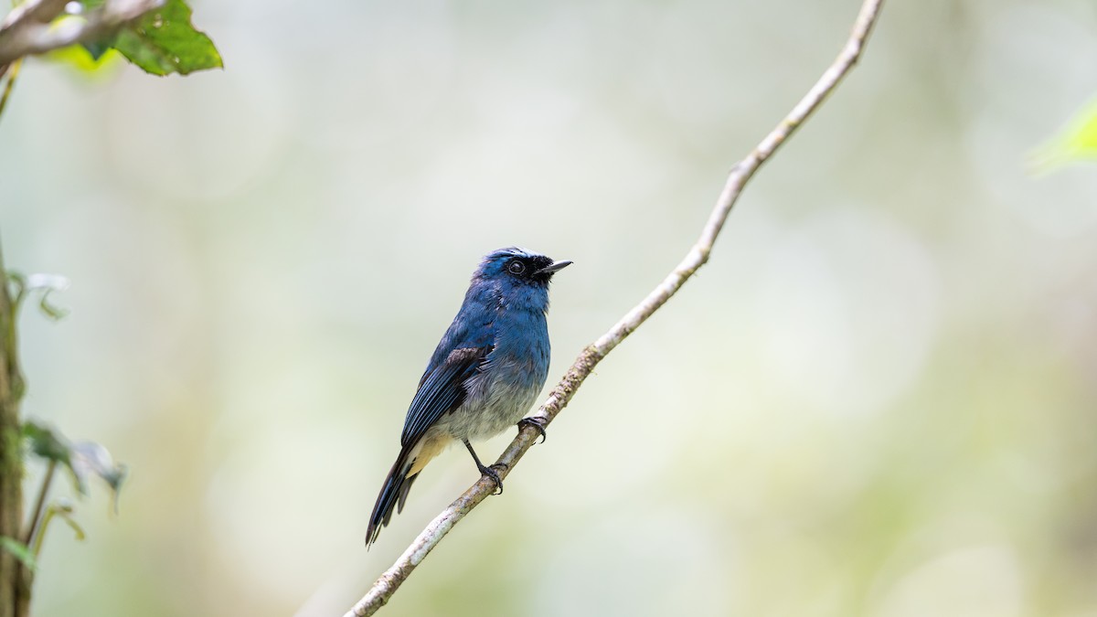 Indigo Flycatcher - ML644727730
