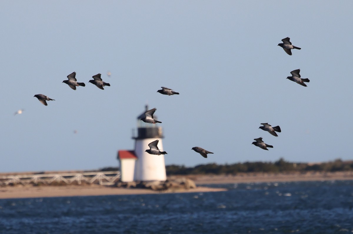 Kaya Güvercini (evcil tip) - ML644727732