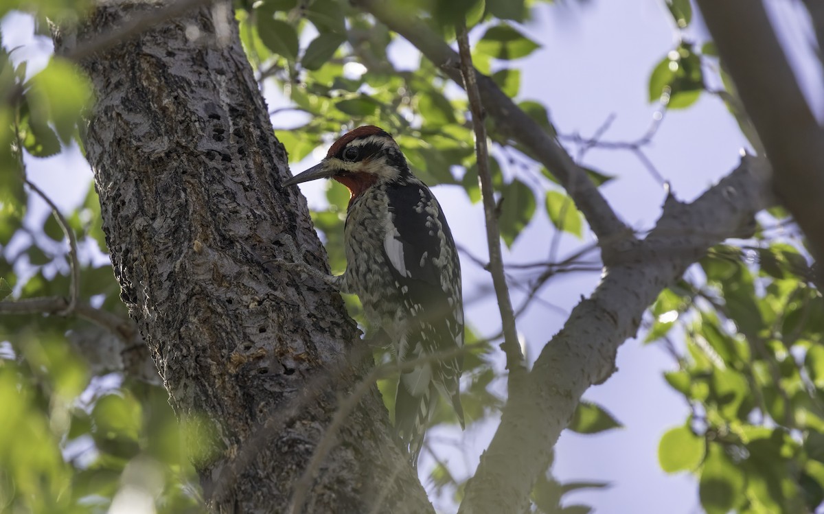 Rotnacken-Saftlecker - ML644727761