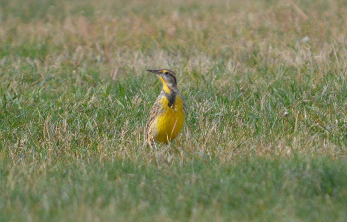 Eastern Meadowlark - ML644727764