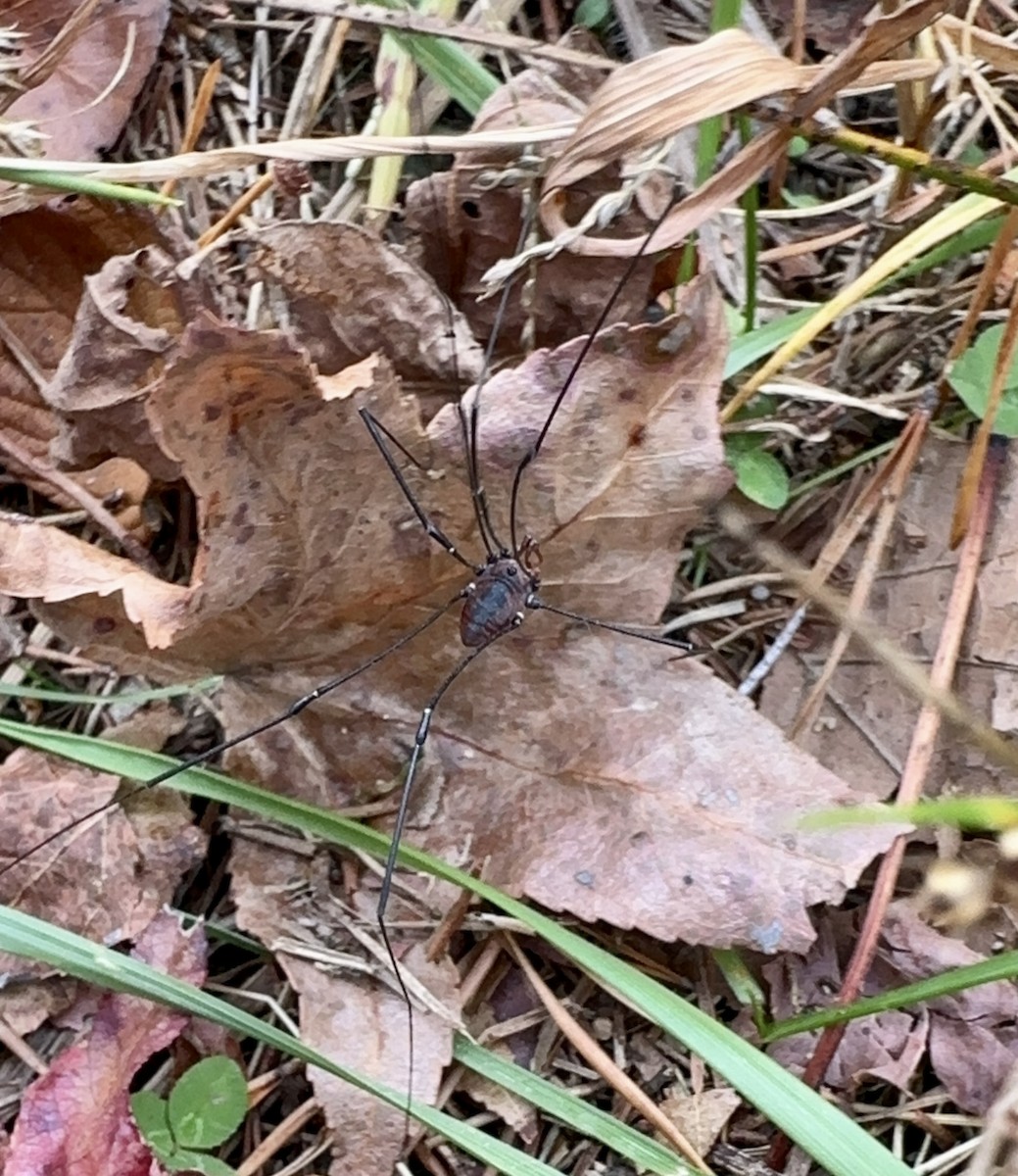 Eastern Harvestman - ML644727768