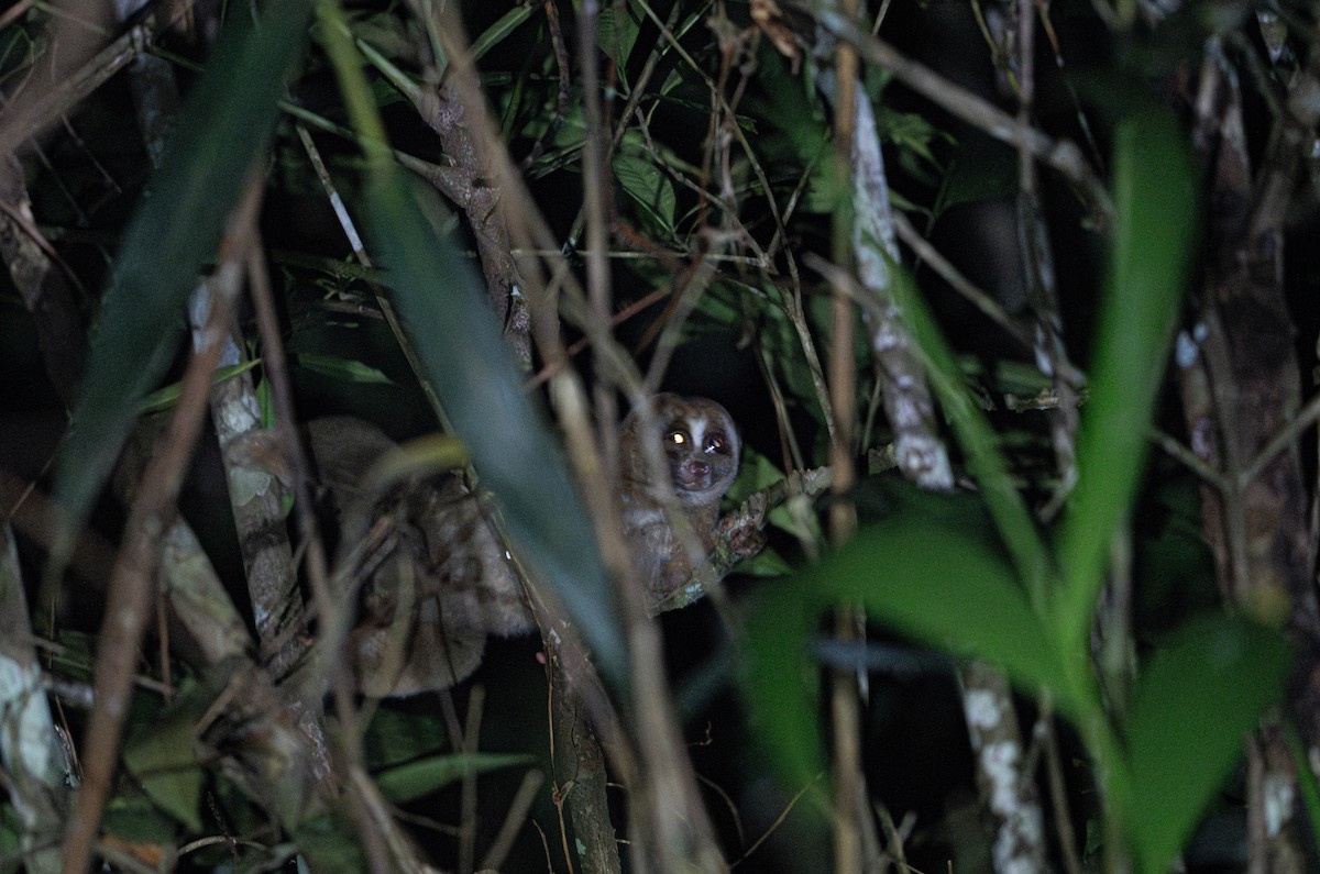 Mammals - ML644727776