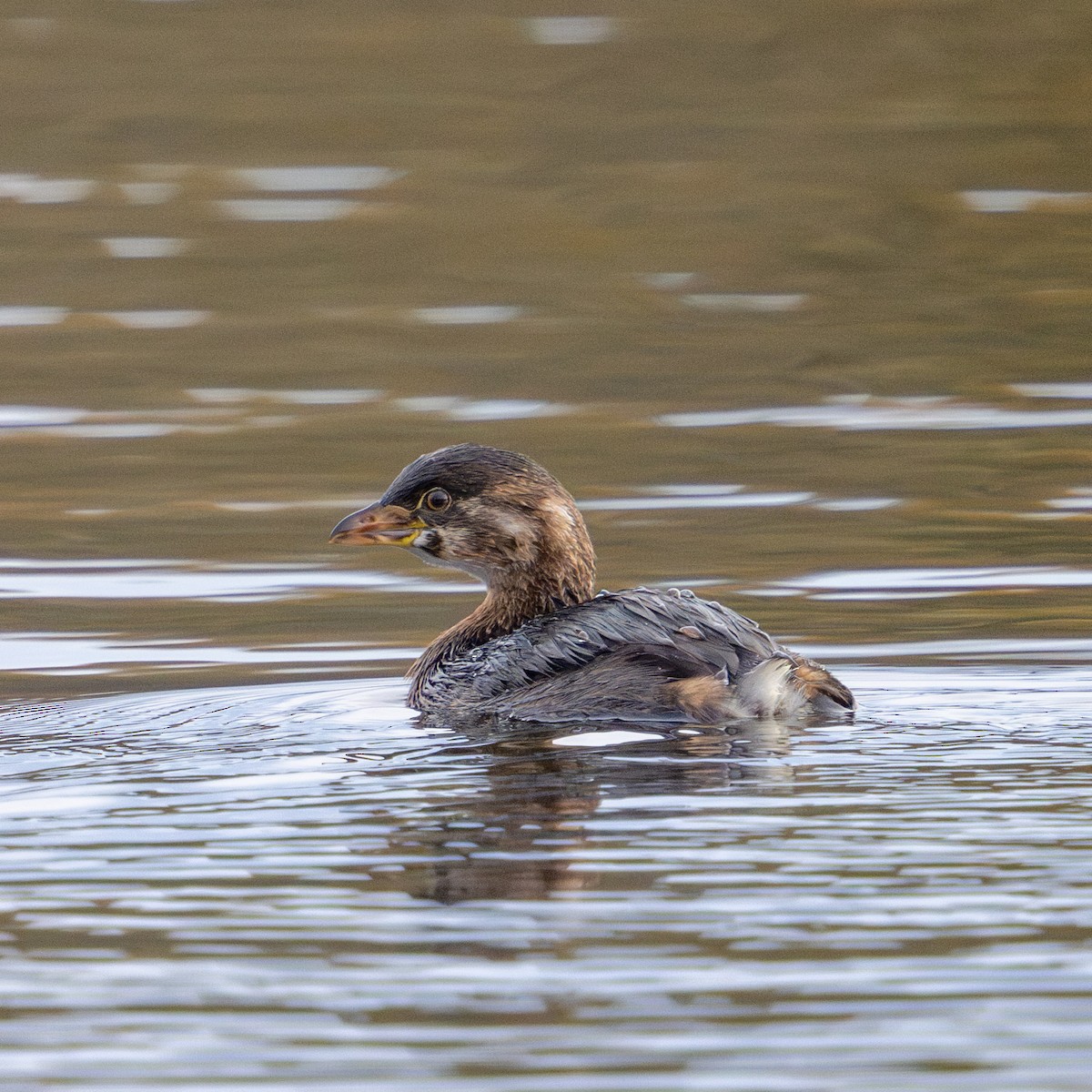 Pied-billed Grebe - ML644727779