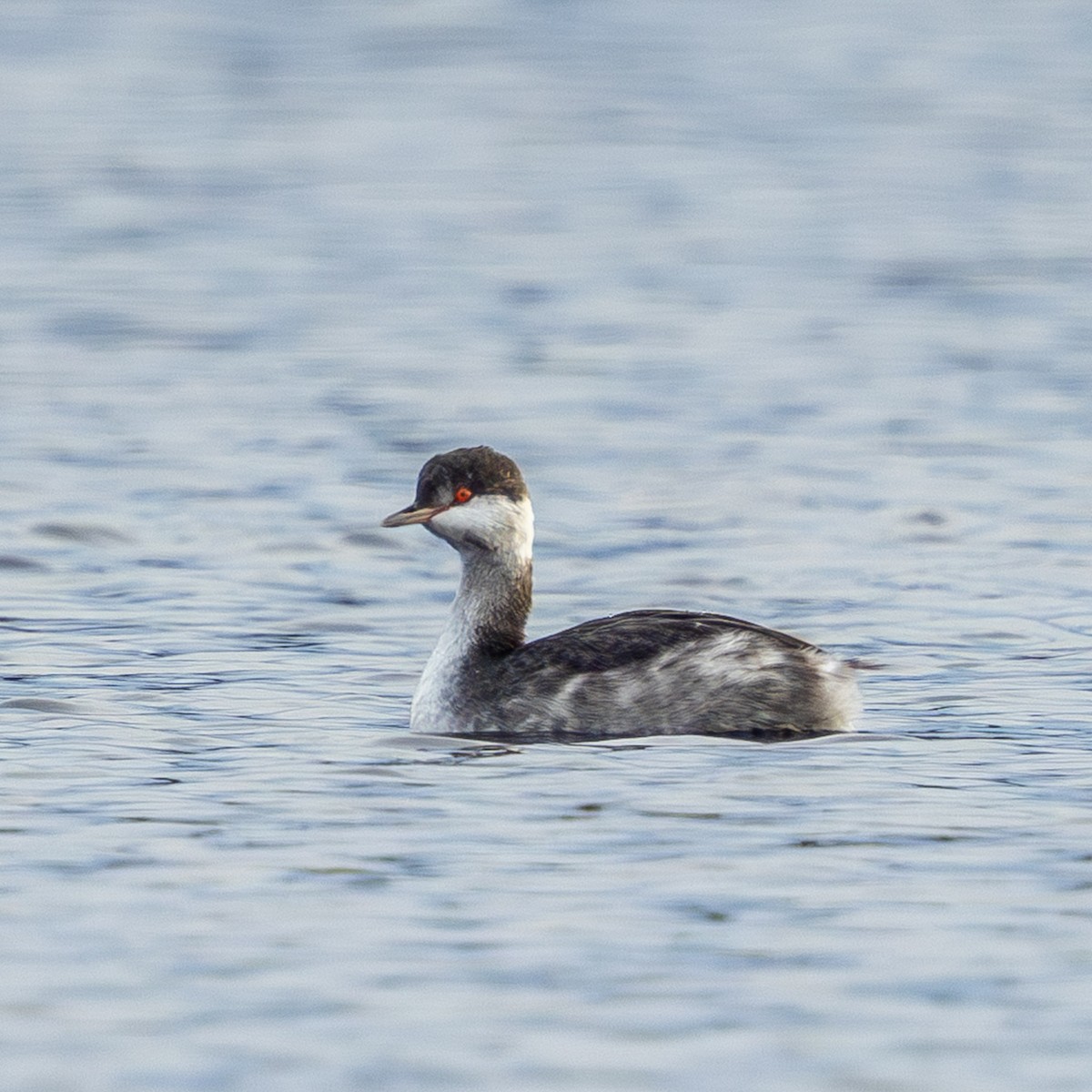Horned Grebe - ML644727780