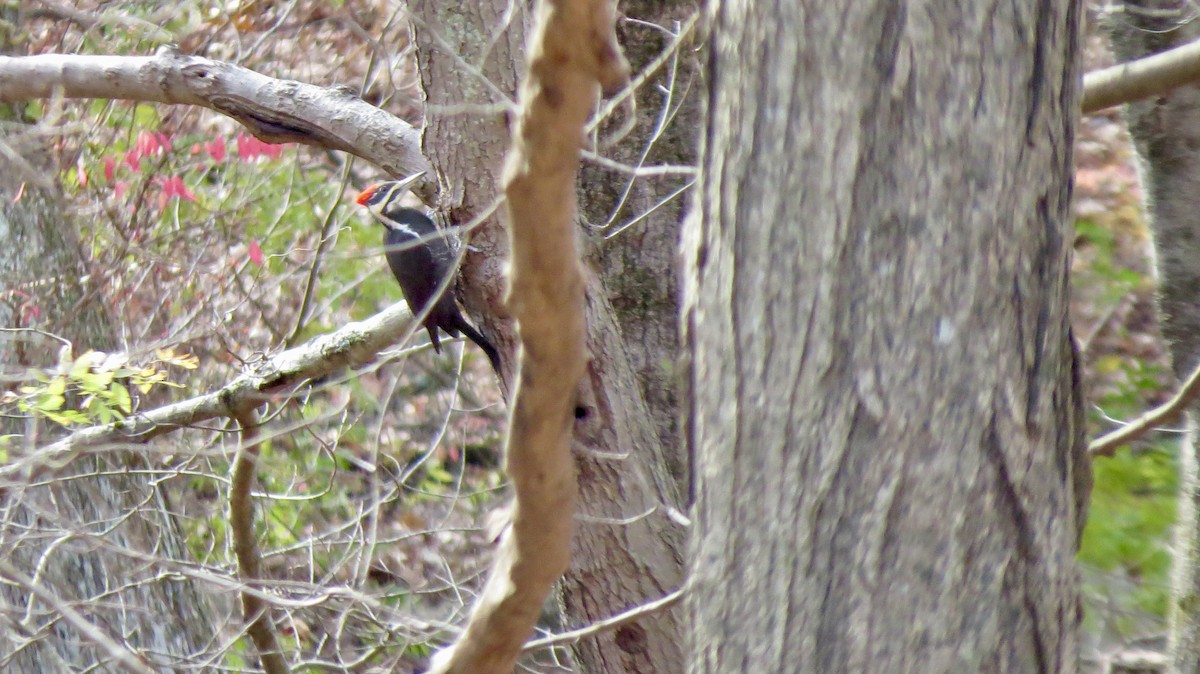 Pileated Woodpecker - ML644727797
