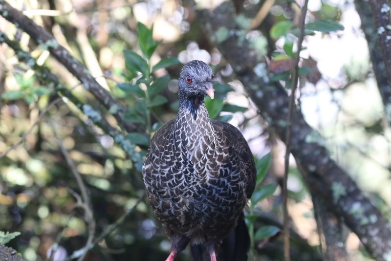 Andean Guan - ML644727798