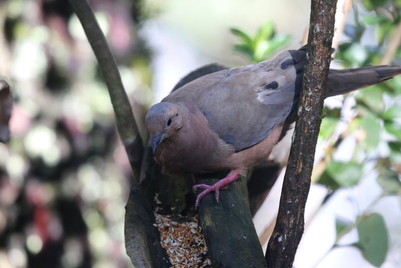 hrdlička černouchá - ML644727799