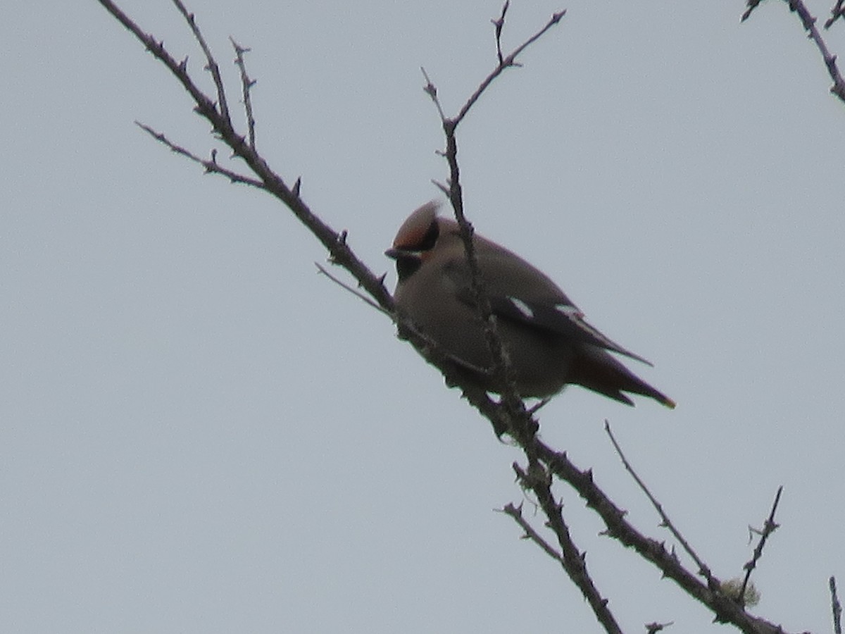 Seidenschwanz - ML644727805