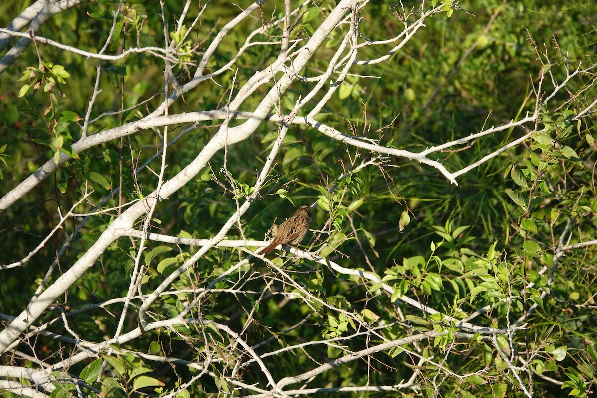 strnadec pruhohlavý - ML644727806