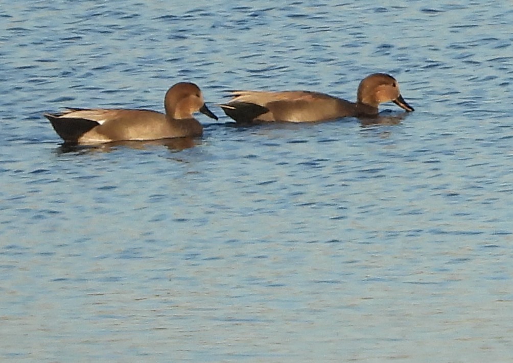 Ánade Friso - ML644727809