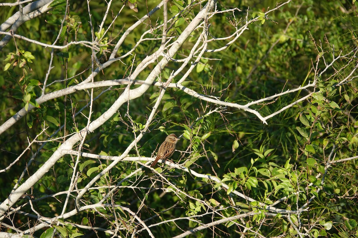 strnadec pruhohlavý - ML644727811